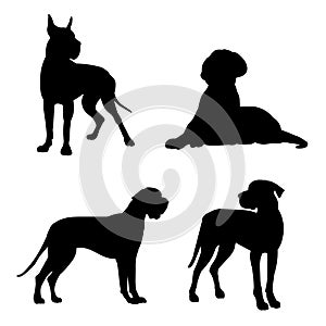 Silhouette of a great Dane. Black silhouette of a dog mastiff, set