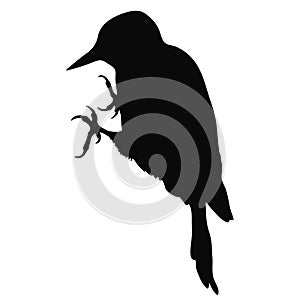 silhouette the great spotted woodpecker young. vector illustration