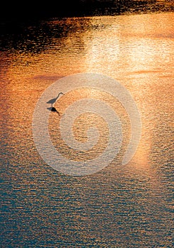 Silhouette of great white egret at sunrise i