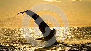 Silhouette of Great White Shark in jump. Red sky of sunrise. Breaching in attack. Scientific name: Carcharodon carcharias. South