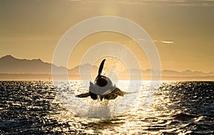 Silhouette of Great White Shark in jump. Red sky of sunrise. Breaching in attack. Scientific name: Carcharodon carcharias. South