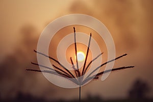 Silhouette of green leaf on sky sunset on blurred background with warm shades of the setting The sun