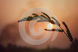 Silhouette of green leaf on sky sunset on blurred background with warm shades of the setting The sun