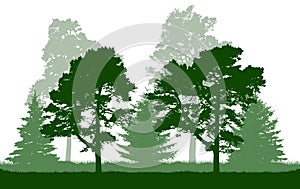 Silhouette of green pine, fir, coniferous trees. Beautiful summer forest. Vector illustration