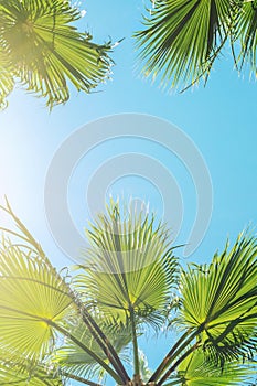 Silhouette of green tropical palm tree leaves with clear blue sky on backgroung at sunset or sunrise time.Summer travel and