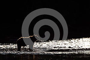 Silhouette of a grizzly bear Ursus arctos horribilis standing in the Atnarko River in coastal British Columbia