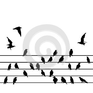 Silhouette of a group of birds sitting on wires