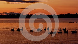 Silhouette of a group of Canada Geese, Branta canadensis, swimming in a beautiful lake at sunset