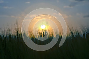 Silhouette of growing wheat against the backdrop of a sunny sunset sky. Agronomy and agriculture. Food industry