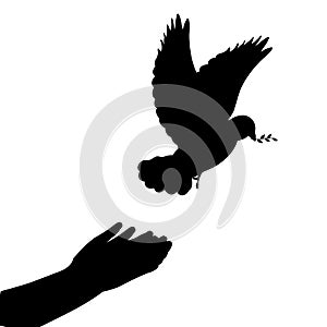 Silhouette hands releasing dove. Symbol of peace and freedom