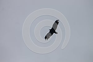hawk in flight