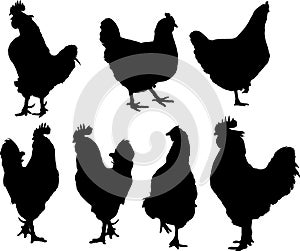 Silhouette of hens and roosters