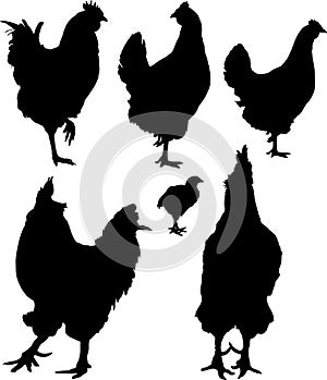 Silhouette of hens and roosters