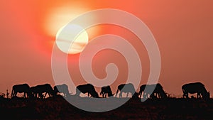 Silhouette of herd of wildebeest standing together during sunset at Masai Mara National Reserve Kenya