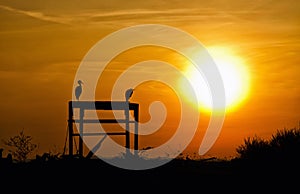 Silhouette of Herons at Sunset