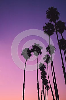 Silhouette of high palm trees with night sky
