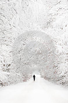 Silhouette of a hiker during winter in a snow covered landscape in Dutch national park Veluwezoom in Gelderland photo