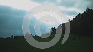 Silhouette hill with grazing horses and overcast sky behind