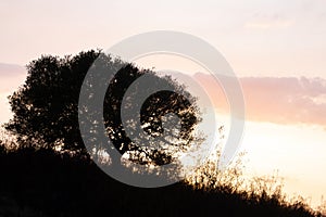 Silhouette of a holm oak among rockroses at sunset. photo