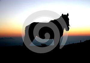 Silhouette of horse against sunset