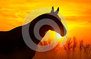 Silhouette of a horse on a background of sky at sunset