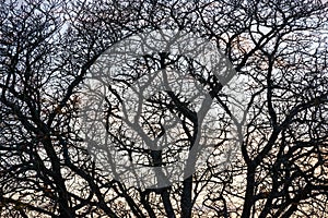 Silhouette of a horse chesnut tree branches in winter, abstract nature background