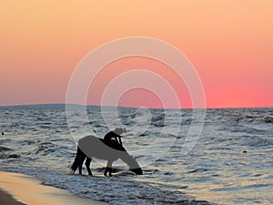 Silhouette of a horse drinking from the sea and a rider on top of a beautiful sunset