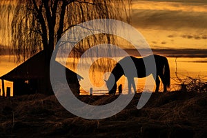 silhouette of horse eating hay at golden hour