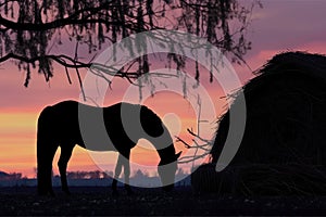 silhouette of horse eating hay at twilight