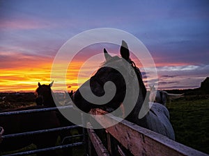 Silhouette of a horse by a gate and colorful sunset sky in the background. Nature theme scene