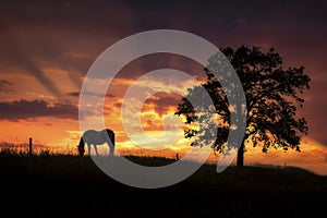 Silhouette of a horse grazing on a hill beside a tree under a beautiful sunset