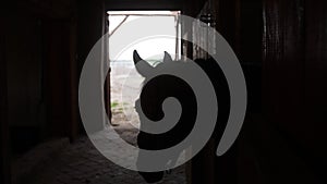 Silhouette Of Horse Looking Out From The Window Of The Stall - Horse Stable