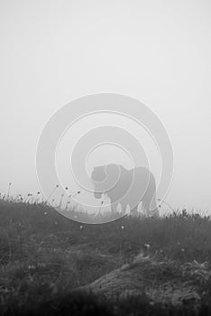 Silhouette of horse in mist with grass in foreground BW