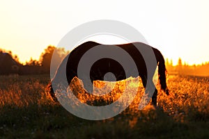 Silhouette of a horse on a pasture in rim light