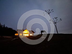 SILHOUETTE: Horse is pasturing at night near an illuminated country house.