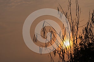 Silhouette of Horse radish tree, Drumstick (Moringa Oleifera Lam.)