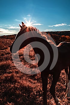 Silhouette of a horse in the rays of the morning rising sun on a pasture on a meadow against a background of blue sky