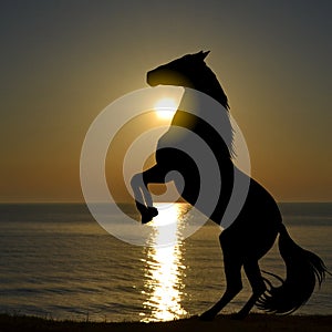 Silhouette of horse rearing up on a beach in the sunrise