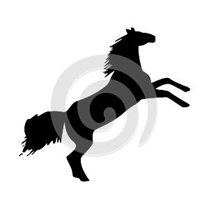 The silhouette of a horse that stood on its rear hooves. rearing up black mustang