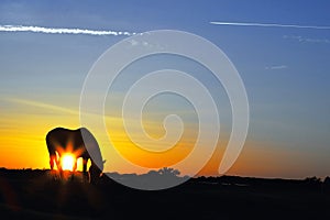 Silhouette of a horse at sunrise