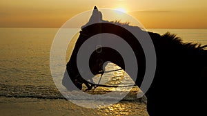 Silhouette of a horse walking on the beach