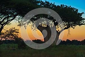 Silhouette of huge Baobab Tree with beautiful colored sky at sunrise in Botswana. Silhouette of huge trunk and foliage of trees.