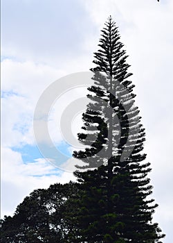 Silhouette of a Huge Tall Christmas Tree against White Clouds and Blue Sky - Natural Background