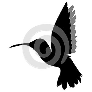 Silhouette of hummingbird