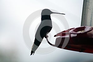 Silhouette of a hummingbird