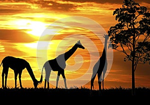 Silhouette illustration of giraffes