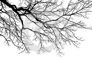 Bare Tree Branches Silhouette on White Background