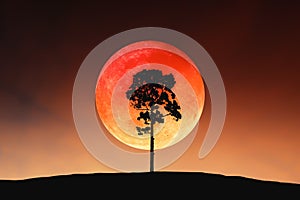 Silhouette image of big tree on outdoor landscape slope contour with bright and beautiful blood moon on twilight sky for Halloween