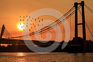 Silhouette image of birds flying near bridge