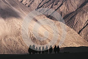 Silhouette image of camels caravan in the Hunder desert , Nubra valley